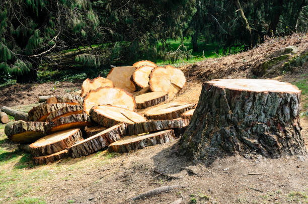 How Our Tree Care Process Works  in  Middle Island, NY